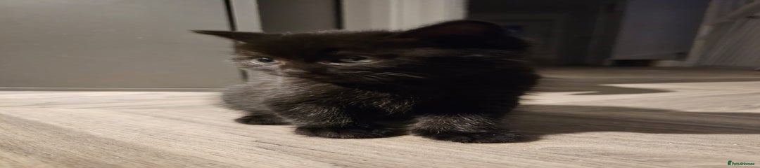 Mixed Breed Kitten 2
