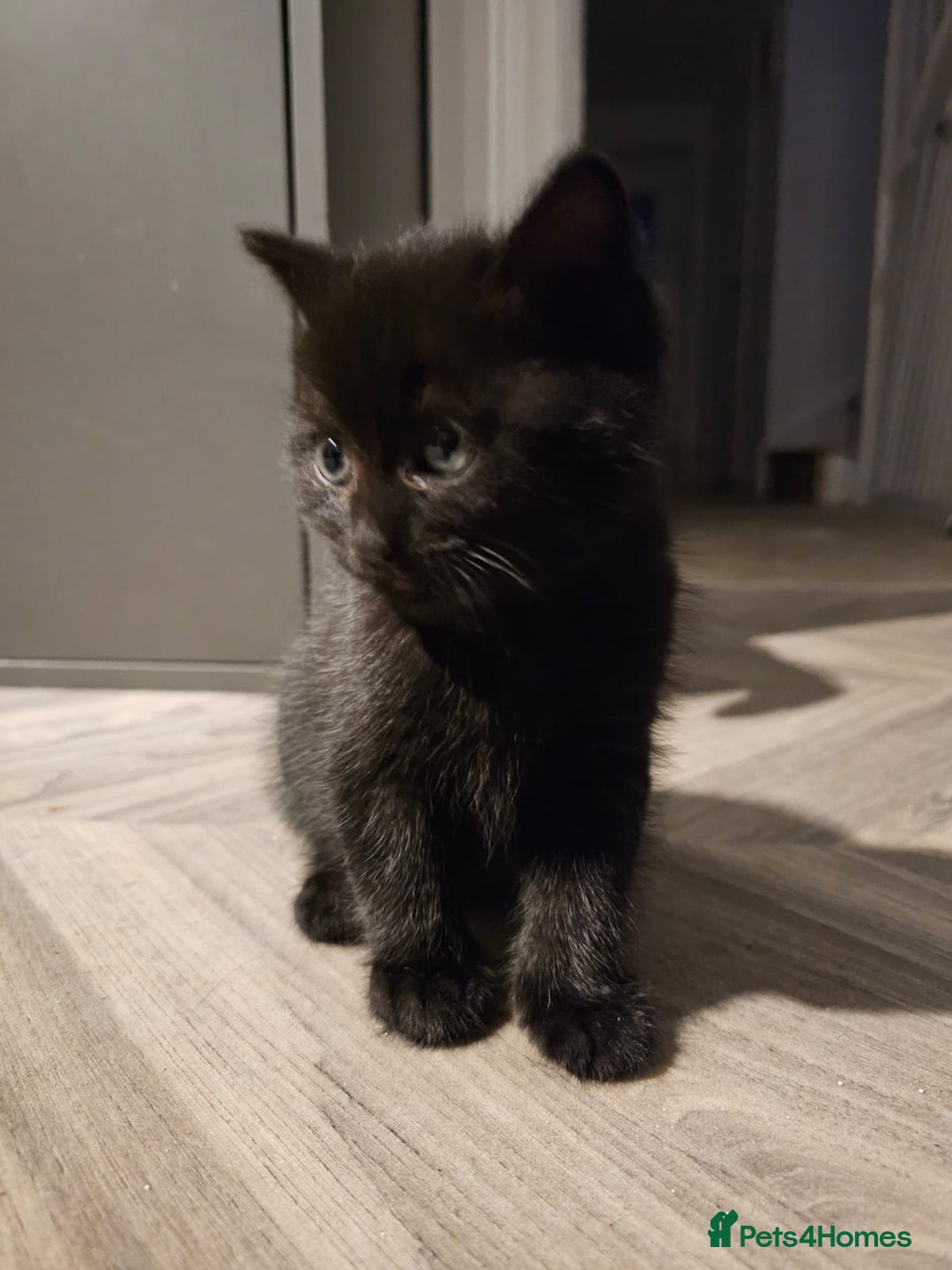 Mixed Breed cats for sale: 3 Adorable black beauties  - Image 4