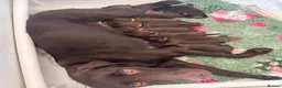 Labrador Retriever dogs for sale: BEAUTIFUL KC CHOCOLATE LABRADOR PUPPIES in Doncaster - Advert 9
