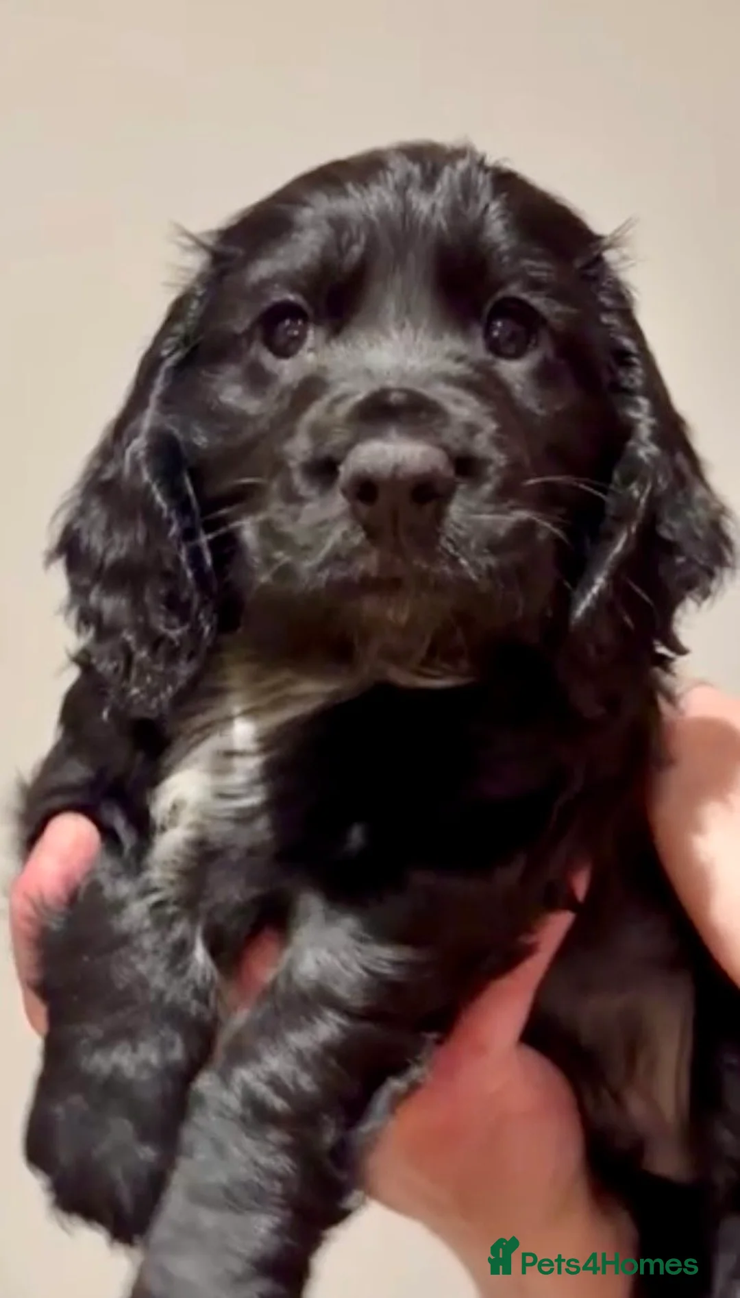 Cocker Spaniel dogs for sale: Working cocker spaniel puppies from family home - Advert 9