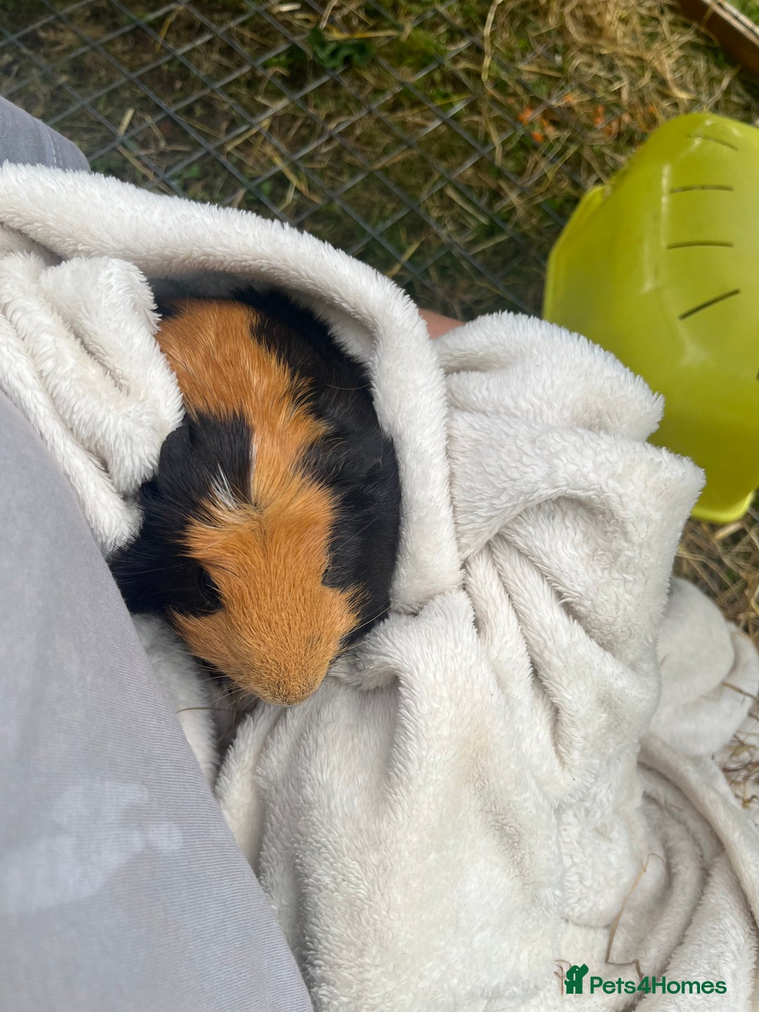 Guinea Pig rodents for sale: 6 week old male English crested guinea pigs  - Image 6