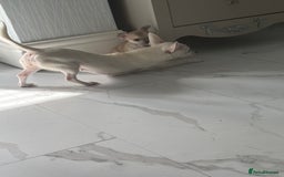 Chihuahua dogs for sale: For sale  - Image 10