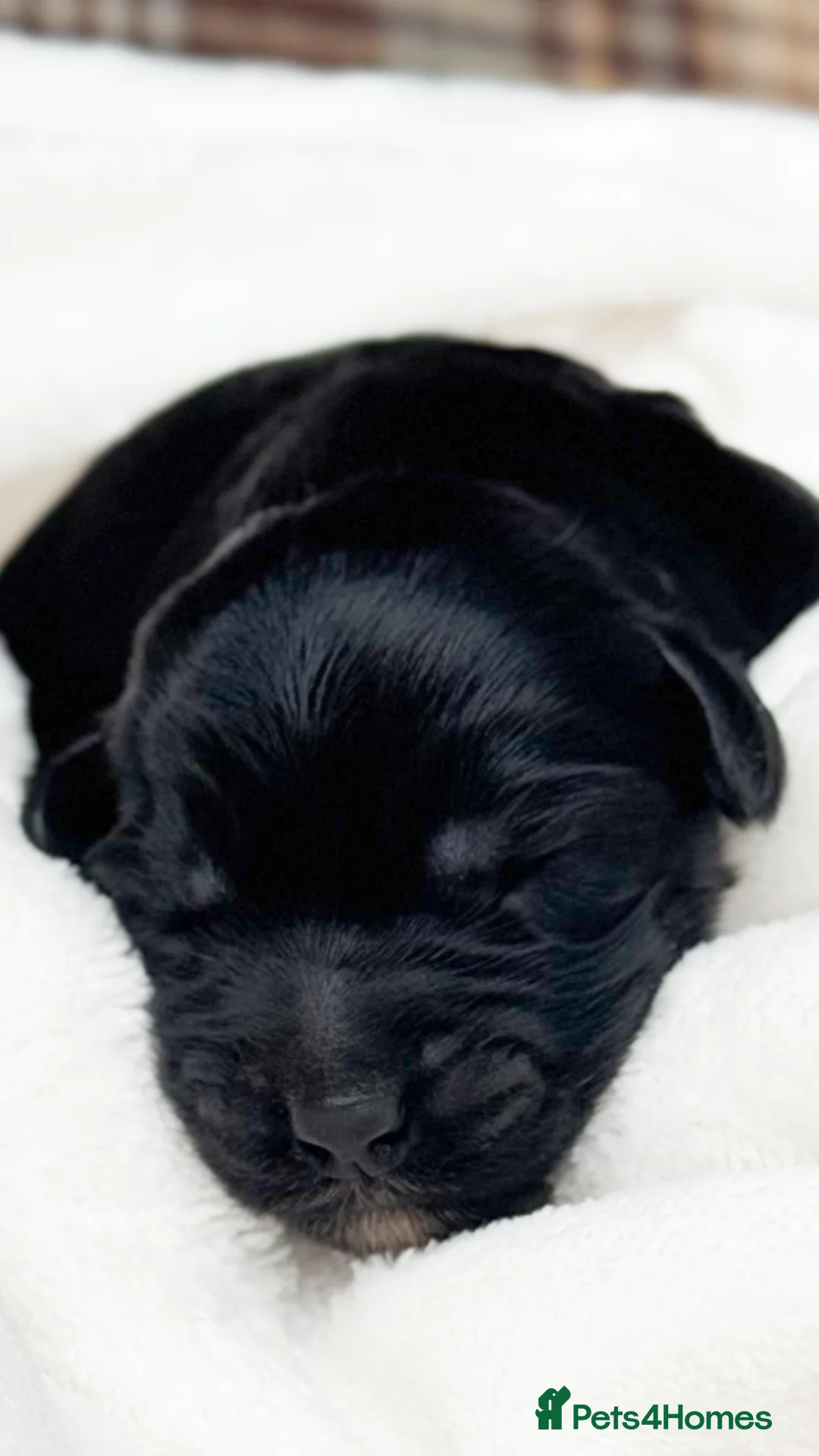 Australian Labradoodle dogs for sale: Five Australian Labradoodle puppies - Advert 9