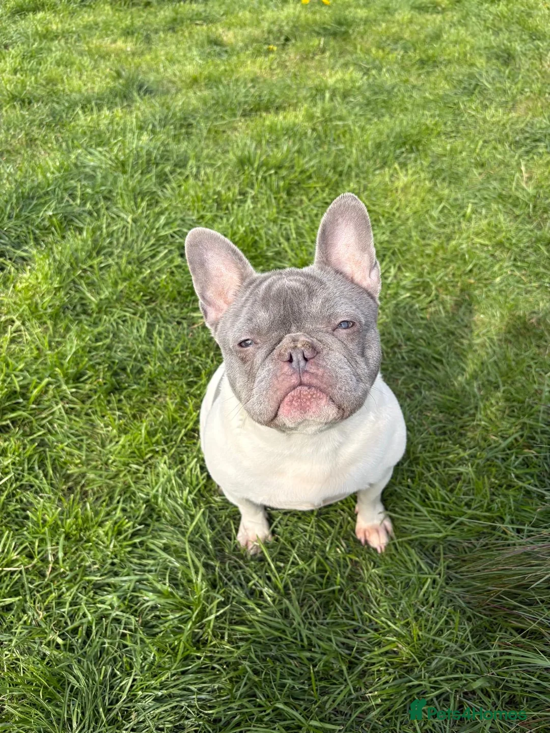 French Bulldog dogs for sale: Pied frenchie for sale - Advert 1