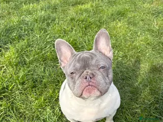 French Bulldog dogs Pied frenchie for sale - Advert 4
