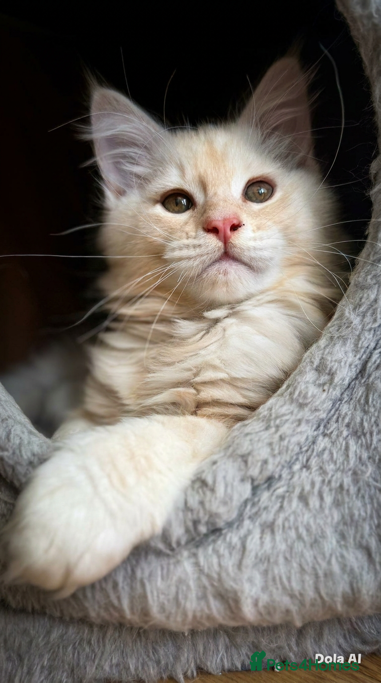 Maine Coon cats Top quality Maine coon kittens - Advert 18