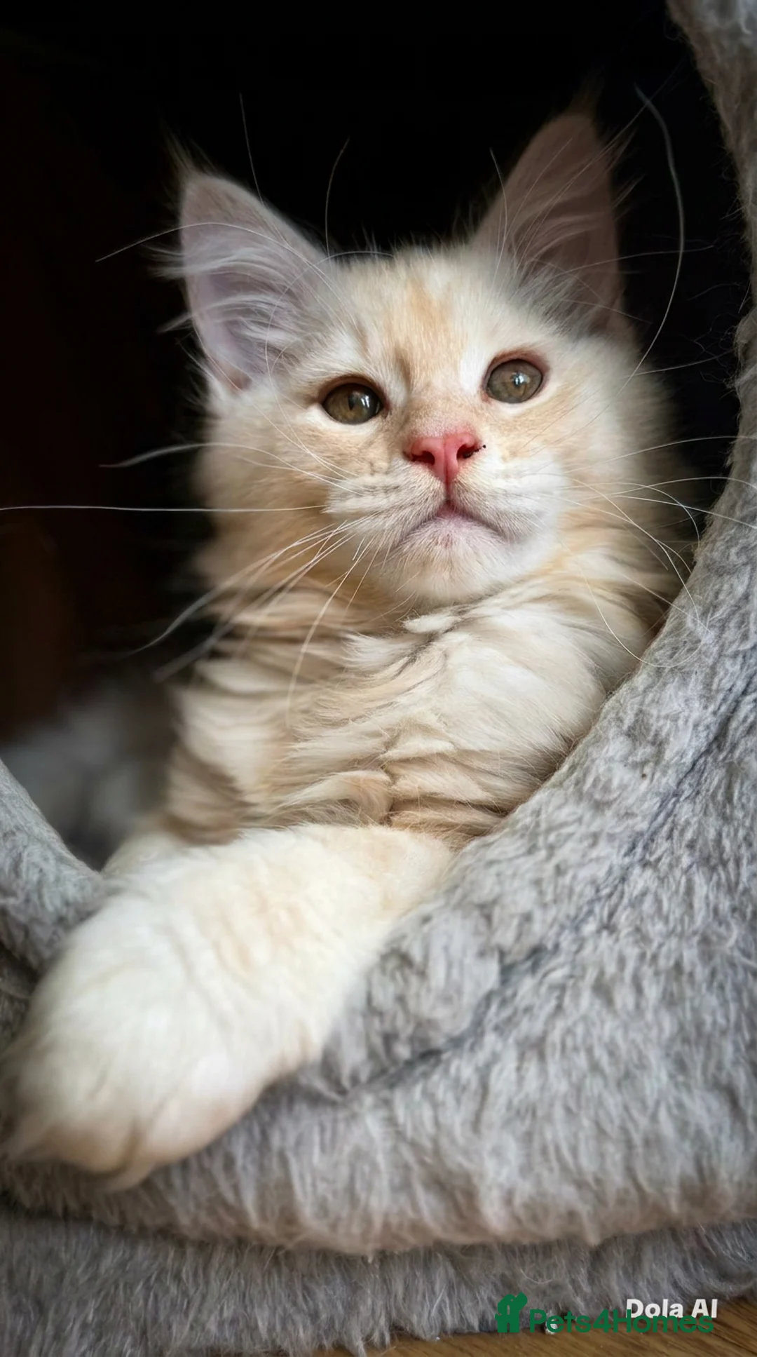 Maine Coon cats for sale: READY TO LEAVE Top quality Maine coon kittens - Advert 2