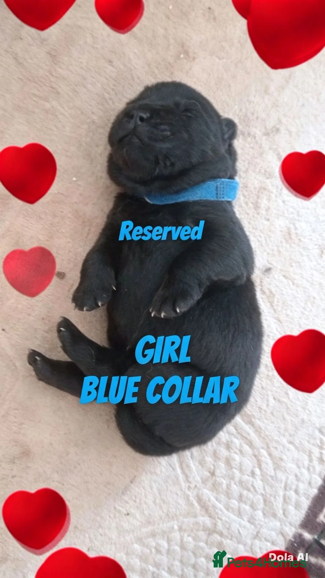Chow Chow dogs for stud: 🍫 KC Registered Chocolate Chow Chow Stud 🐾  - Advert 9