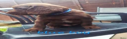 Sprocker dogs for sale: Sprocker Puppies READY NOW ✨️ - Advert 15