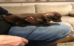 Mixed Breed dogs for sale: Jackschund puppies  - Image 3