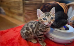 Bengal cats for sale: 🌟 Premium Bengal Tica Kittens – 5★Breeder 🌟 - Image 16