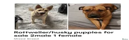 Mixed Breed dogs for sale: Beautiful boy ollie - Advert 4