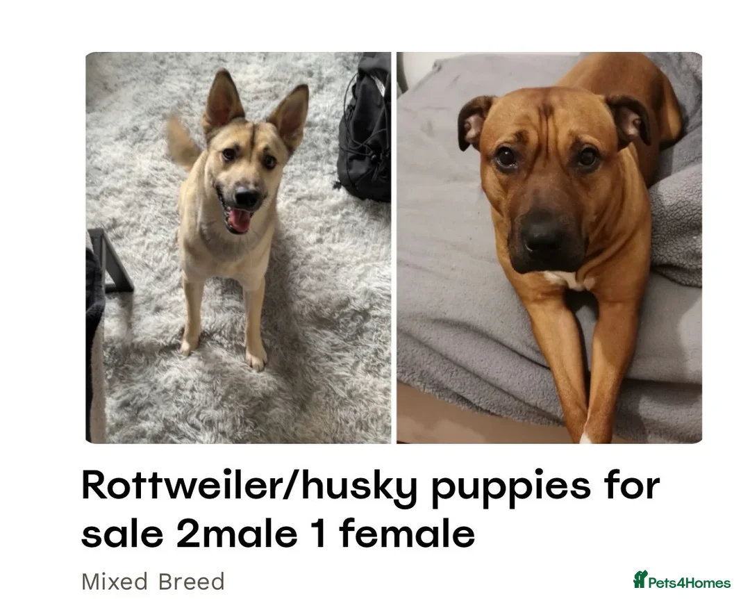 Mixed Breed dogs for sale: Beautiful boy ollie - Advert 4