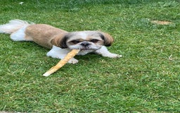 Shih Tzu dogs for sale: 2yr old shih tzu male - Image 1