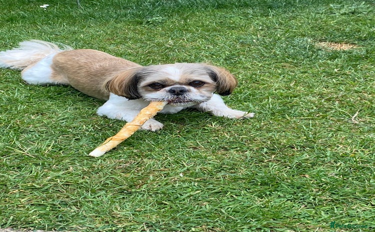 Shih Tzu dogs - Advert 1