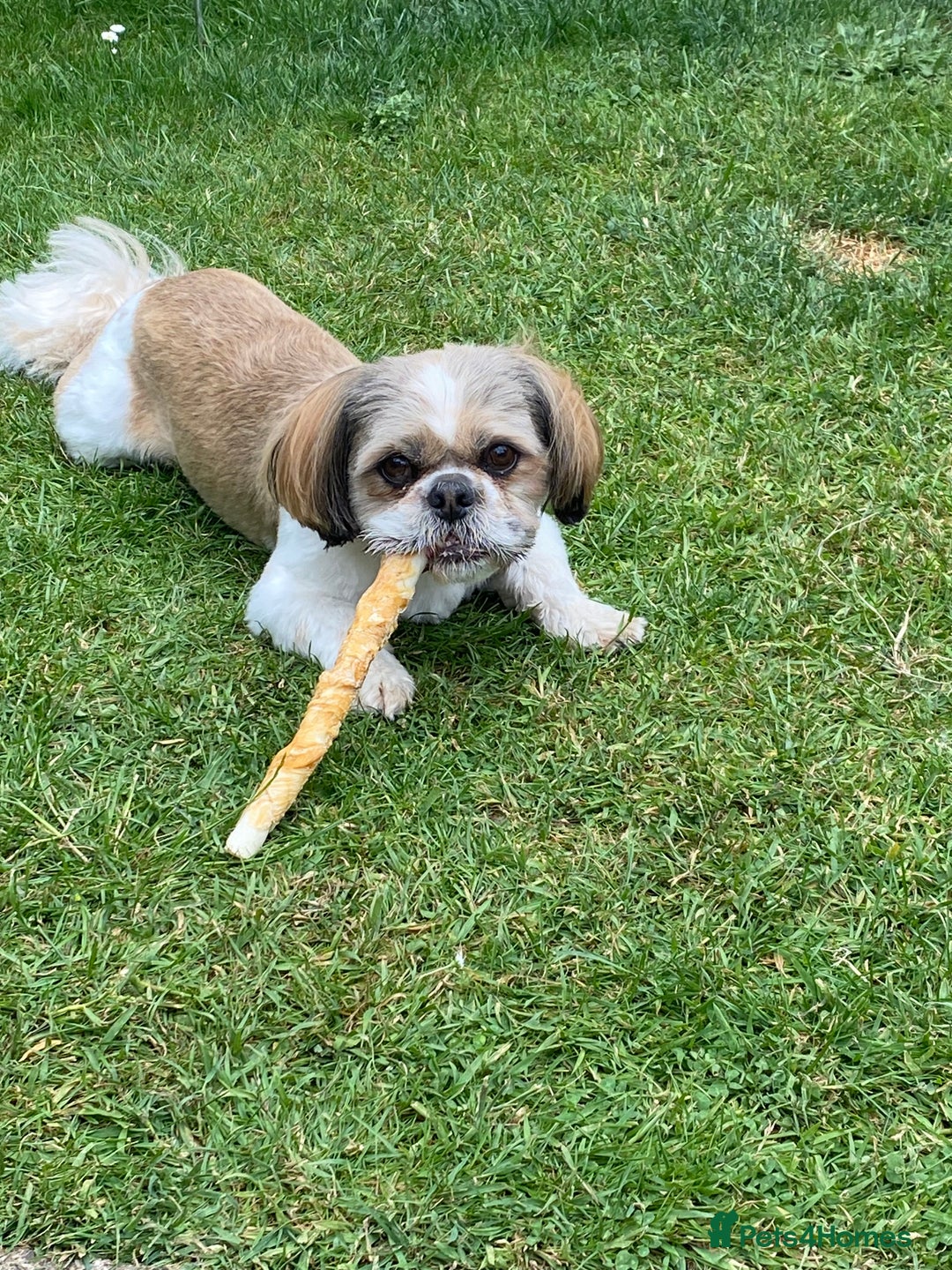 Shih Tzu dogs for sale: 2yr old shih tzu male - Image 1