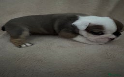 English Bulldog dogs for sale: KC Registered English Bulldog Puppies - Image 22