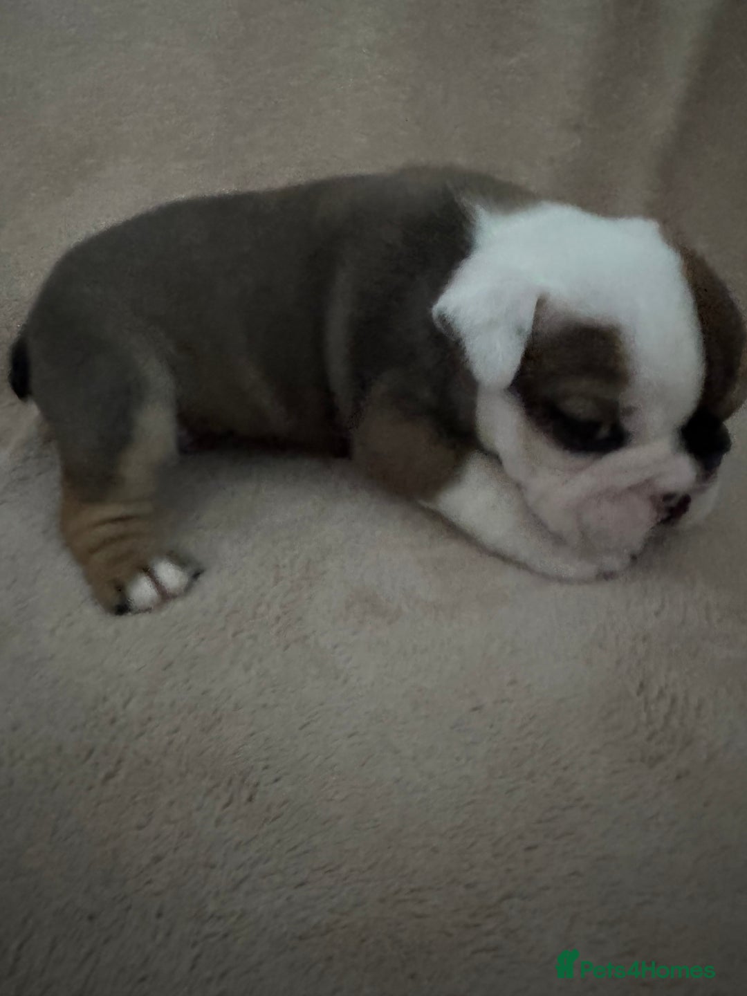 English Bulldog dogs for sale: KC Registered English Bulldog Puppies - Image 22