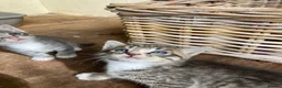 Mixed Breed cats for sale: Very pretty family friendly kittens.  - Advert 8
