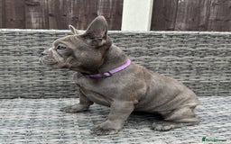 French Bulldog dogs for sale: French Bulldog Puppies with 3 Vaccines Included in Walton-on-Thames - Image 25
