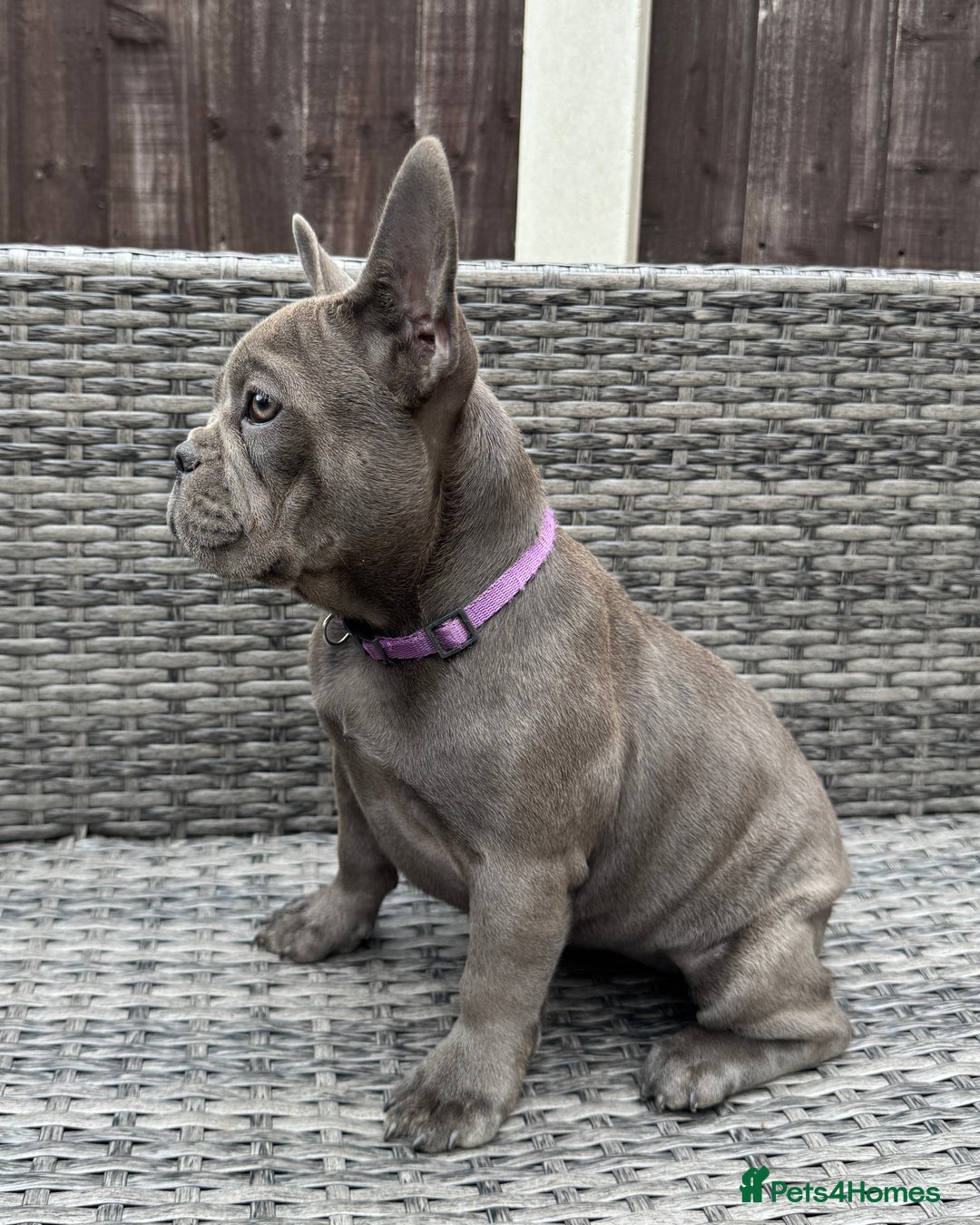 French Bulldog dogs for sale: French Bulldog Puppies with 3 Vaccines Included in Walton-on-Thames - Image 25
