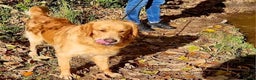 Golden Retriever dogs for stud: Beautiful Golden Retriever available for Stud in Wrexham - Advert 3