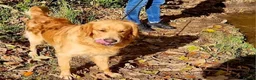 Golden Retriever dogs for stud: Beautiful Golden Retriever available for Stud in Wrexham - Advert 3