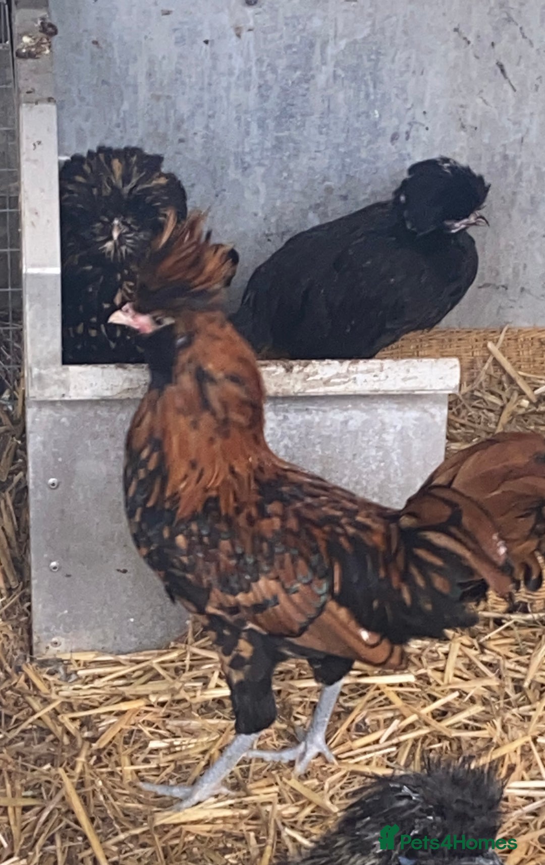 Chickens poultry for sale: Chickens for sale  - Image 2