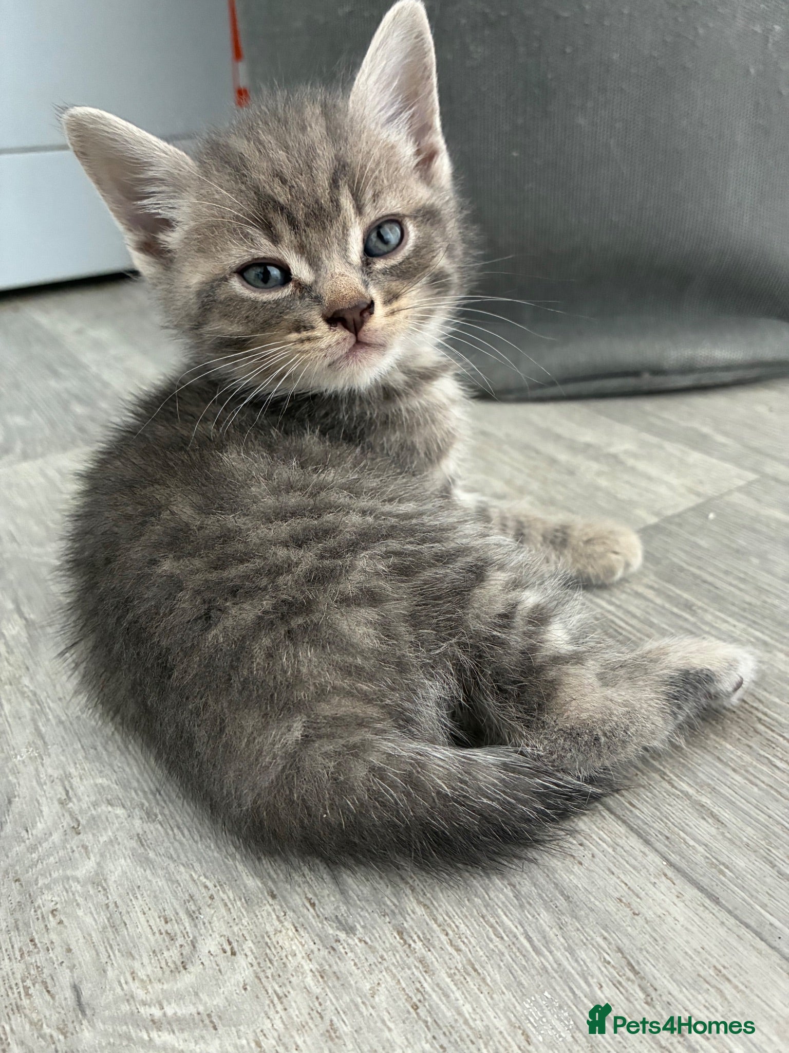 Mixed Breed cats 7 beautiful bsh x Persian kittens - Advert 16