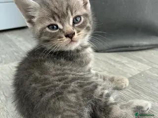 Mixed Breed cats 7 beautiful bsh x Persian kittens - Advert 16