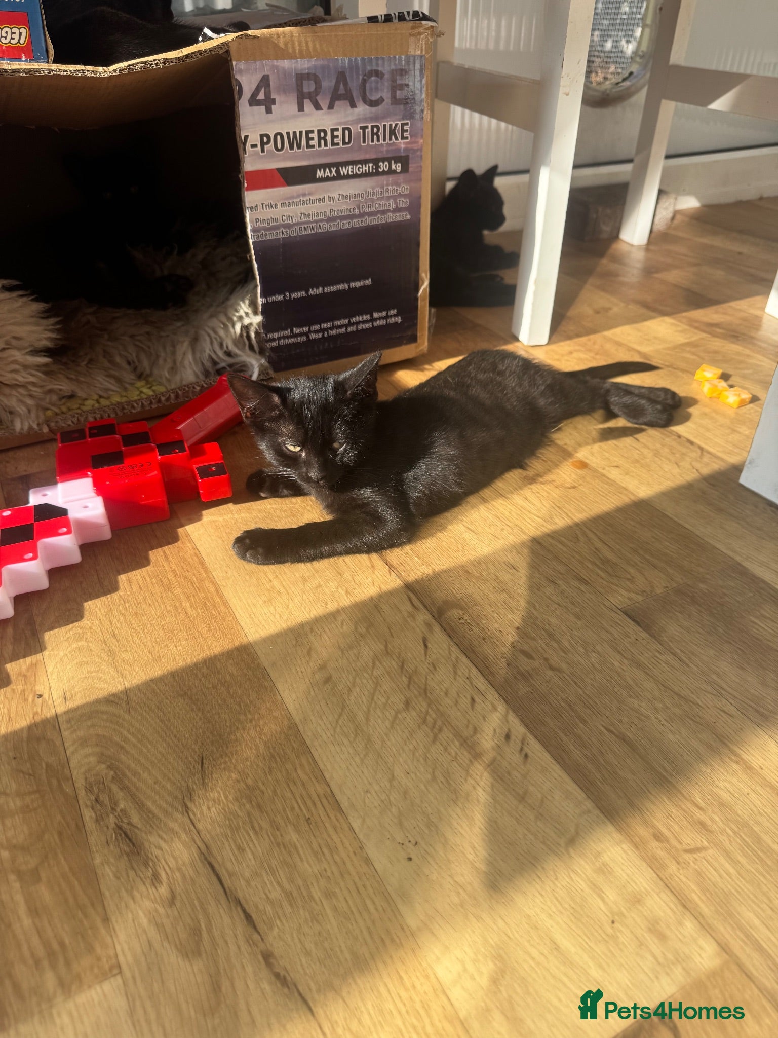 Mixed Breed cats Little cats - Advert 1