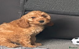 Cockapoo dogs for sale: F1 Cockapoo puppy - Image 1