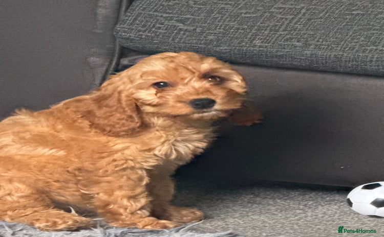 Cockapoo dogs - Advert 1