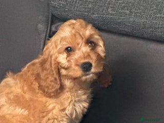 Cockapoo dogs - Advert 5