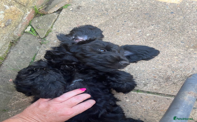 Cockapoo dogs in Gillingham - Advert 11
