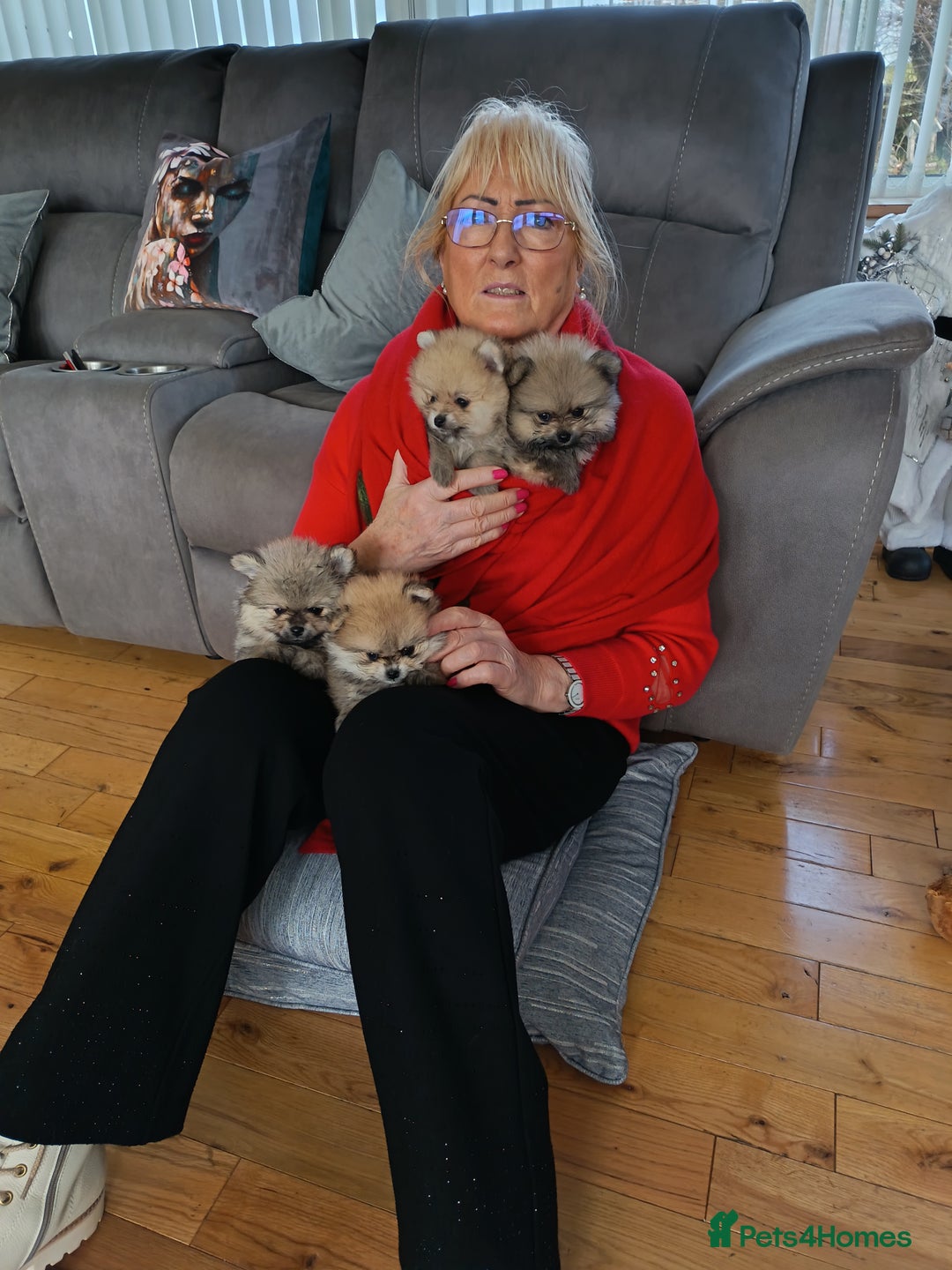 Pomeranian dogs for sale: 2 POMERANIAN PUPPIES FOR SALE - 1 girl and 1 boy - Advert 18