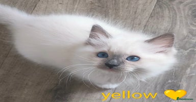 Ragdoll cats - Advert 7