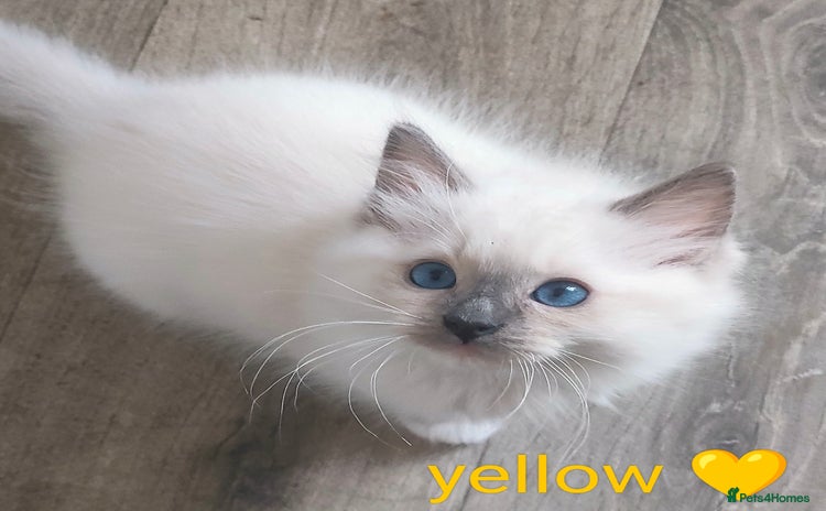 Ragdoll cats - Advert 2