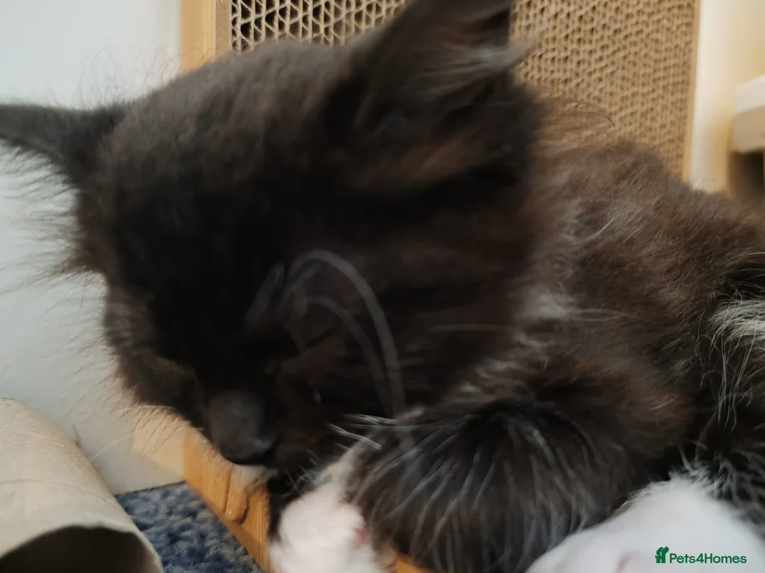 Ragdoll cats for sale: Ragdoll X tabby  - Advert 6