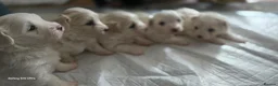 Bichon Frise dogs for sale: Bichon Maltese - Advert 6