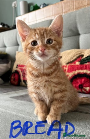 Mixed Breed cats - Advert 6