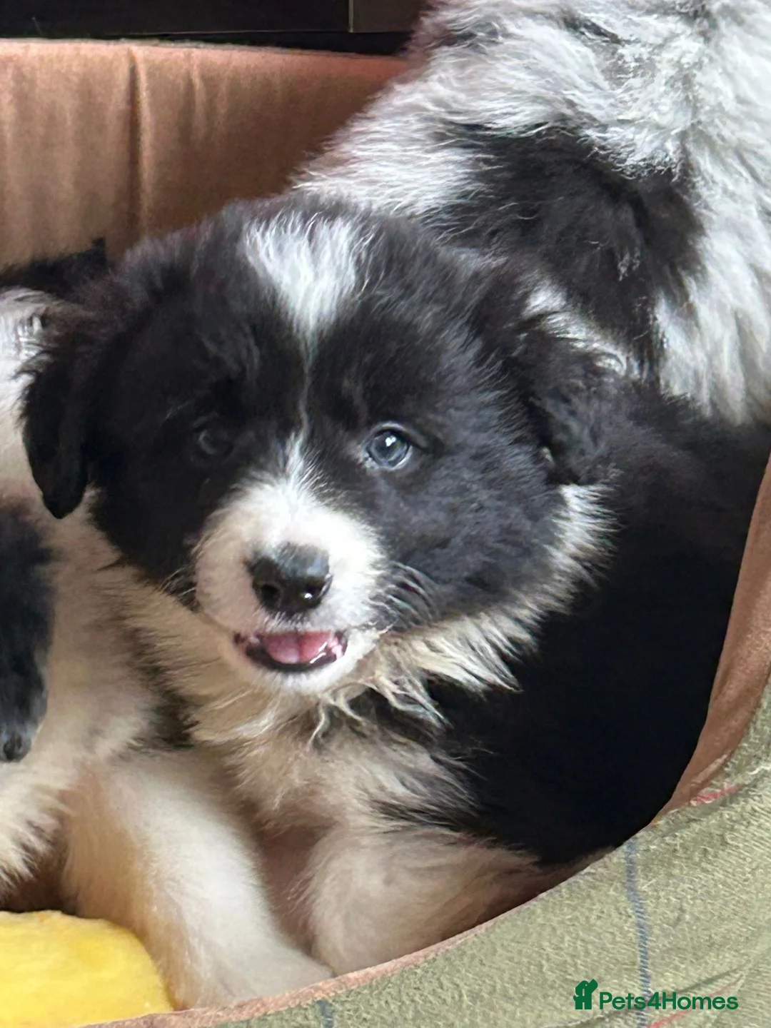 Border Collie dogs for sale: Stunning KC Reg Health Tested Border Collies - Advert 22