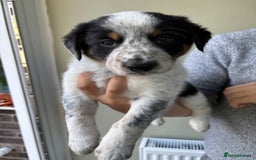 Border Collie dogs for sale: Unique Tri colour and piebald Border Collies  - Image 7