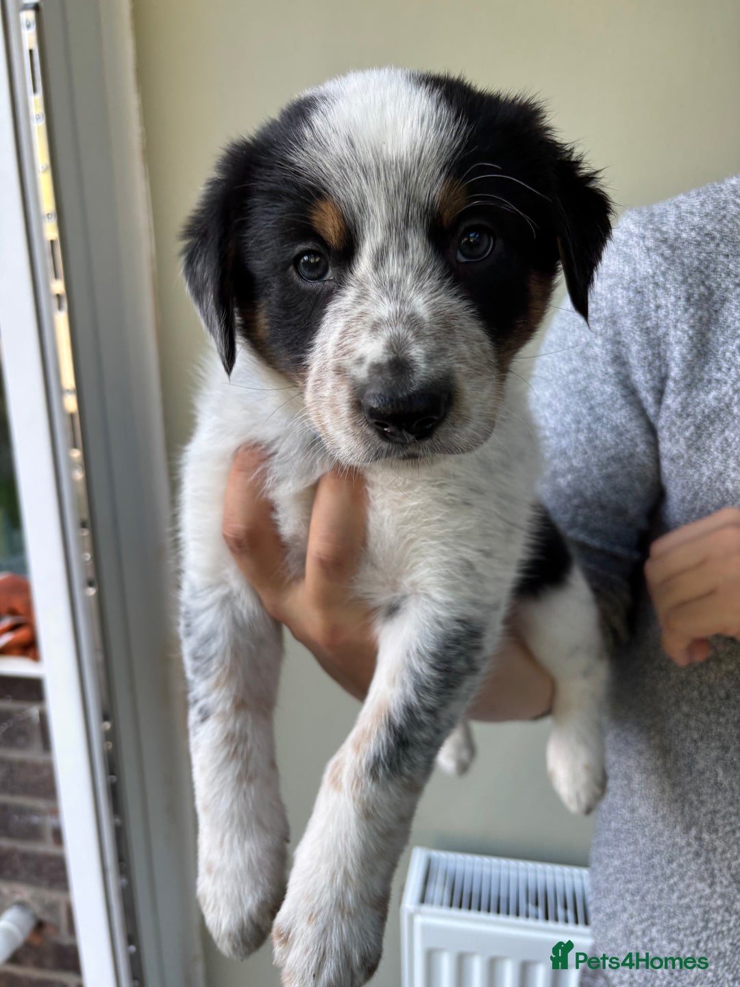 Border Collie dogs for sale: Unique Tri colour and piebald Border Collies  - Image 7