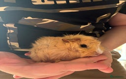 Guinea Pig rodents for sale: Male Guinea pigs for a good home  - Image 14