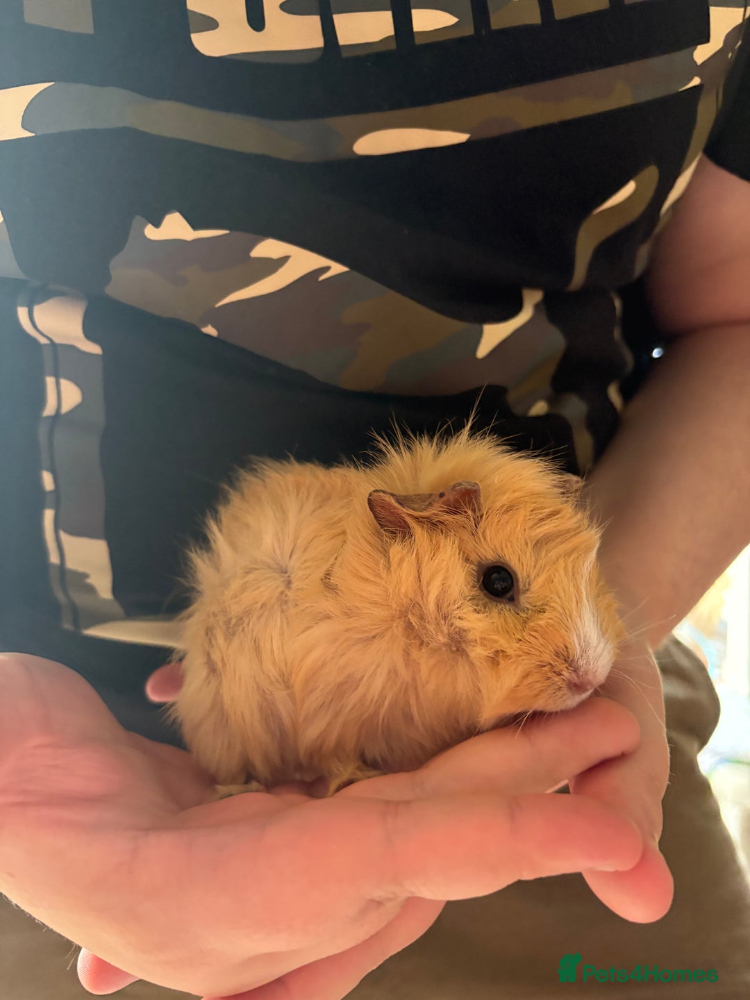 Guinea Pig rodents for sale: Male Guinea pigs for a good home  - Image 14