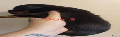 Rottweiler 2