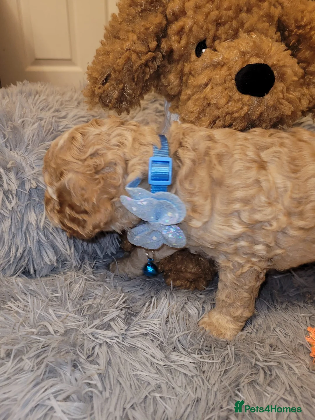 Cockapoo dogs for sale: Cockapoo puppies - Advert 3