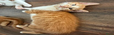 Domestic Shorthair Kitten 1