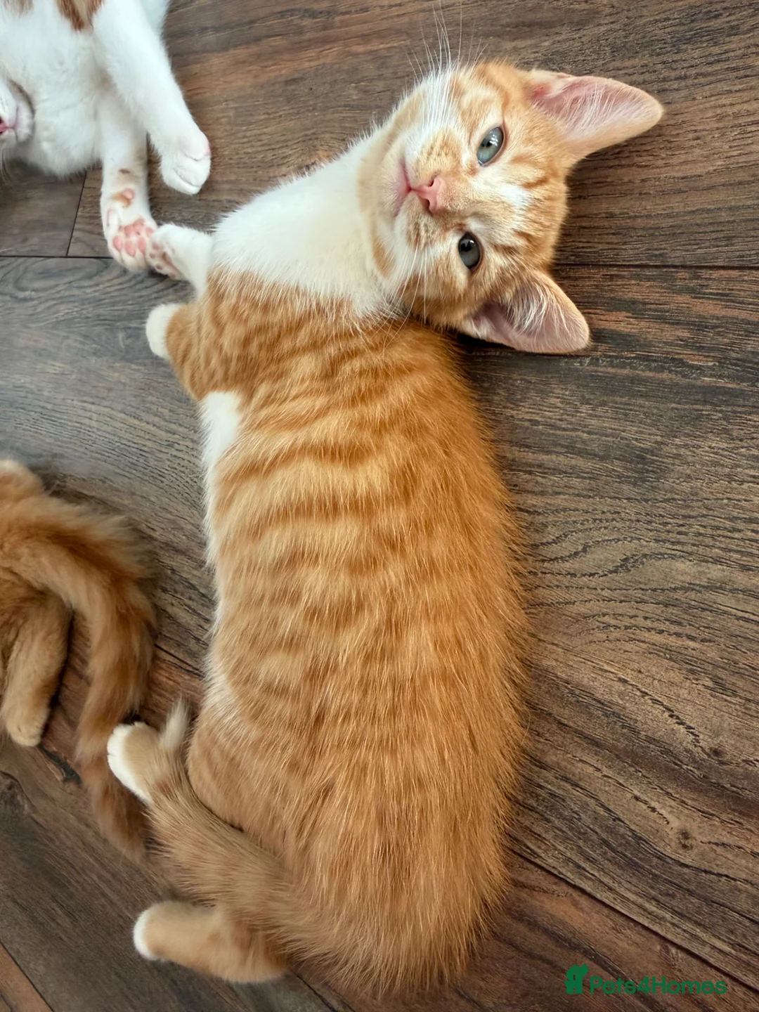 Domestic Shorthair cats for sale: Female Kitten - Advert 4